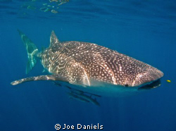 Any Whale Shark day is a good day by Joe Daniels 